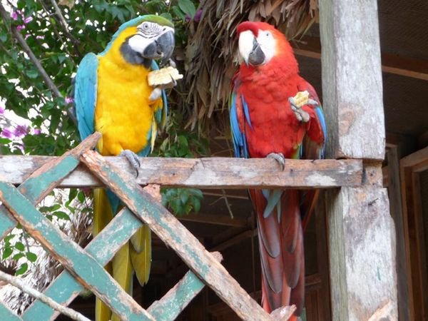 Two macaws