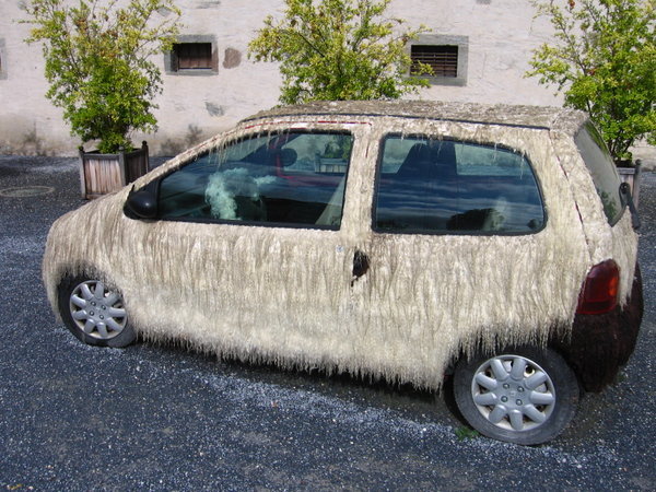 Sheep-Car! | Photo