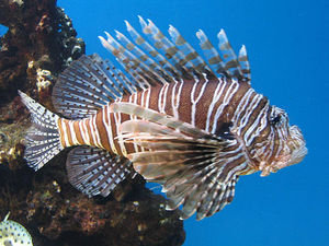 Turkeyfish