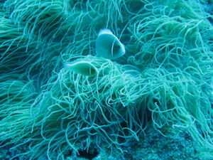 White Anemonefish