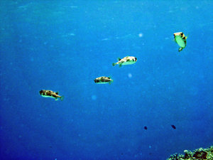 Group of Ballonfish