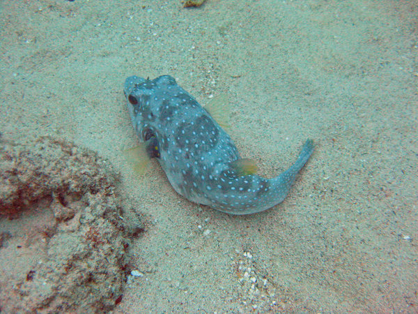 Spotted Puferfish