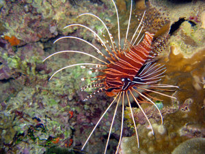 Small Spotted Lionfish
