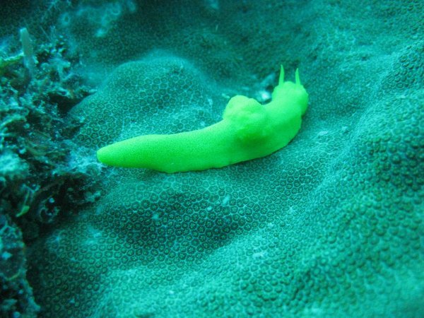 Yellow Sea Slug