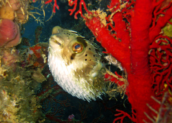 Porcupine Pufferfish by Red Sea Fan