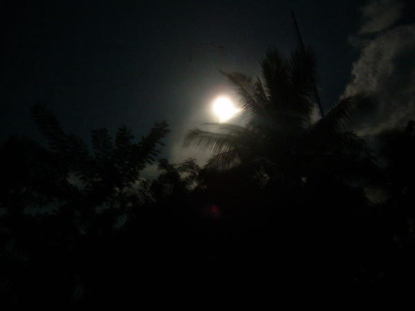 The moon and the palm