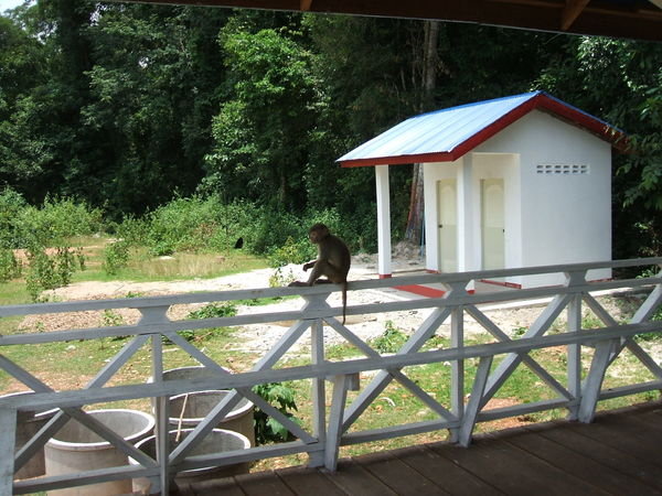 Monkey and outhouse