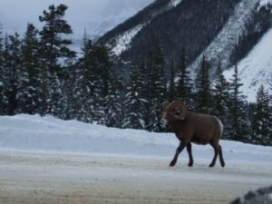 Wildlife on Banff Jasper Highway