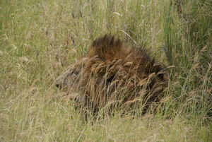 Lion of the Serengeti