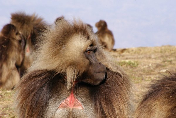 Dshelada or Bleeding-Heart Baboon, Simien Mountains