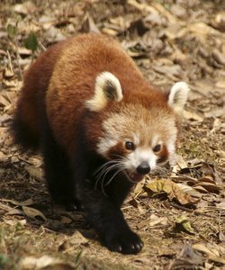Red Panda in the Zoological Park of Darjeeling - Northern India