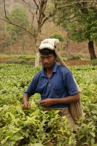 Picking Tea in Assam