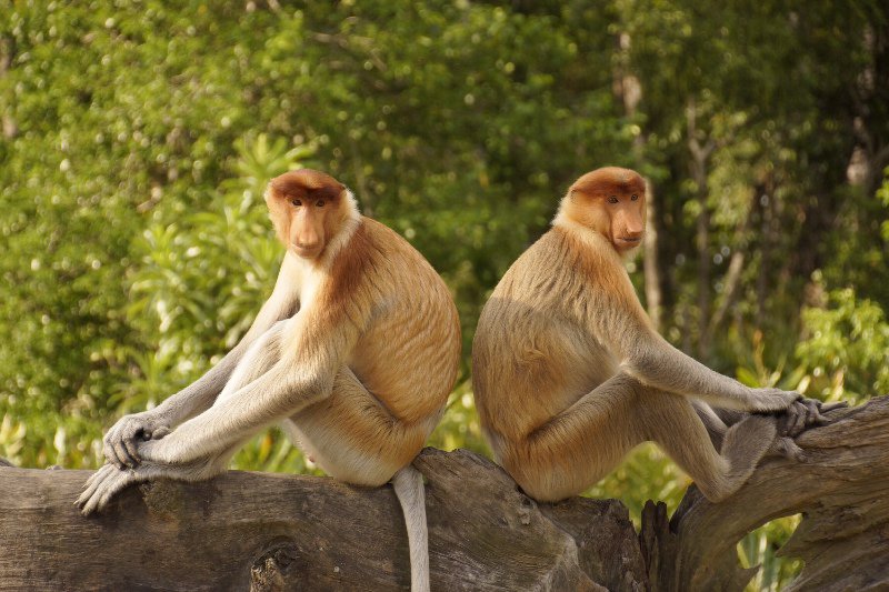 Young Male Proboscis Monkeys 