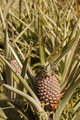 How the pineapple exists outside the supermarket