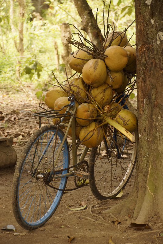 Coconut transport