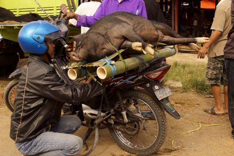  Pig Transport