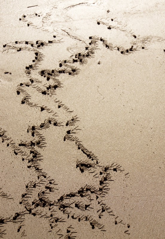 Tracks of crabs on the beach