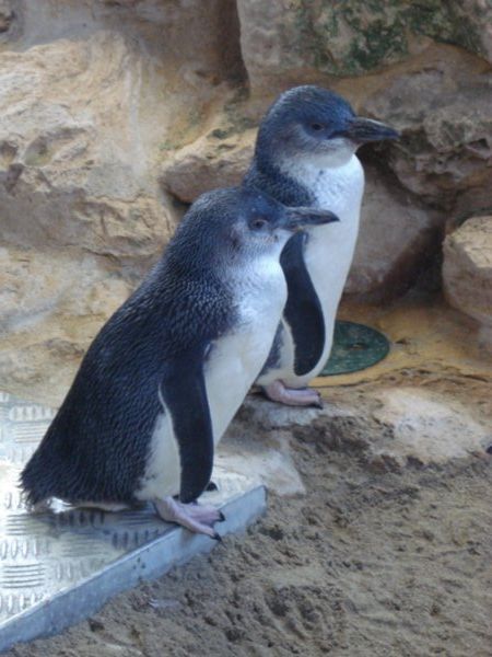 Couple of tiny penguins in sanctuary
