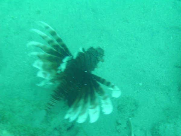 Lionfish - mind the spines
