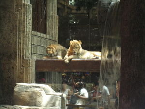 Lions in the MGM