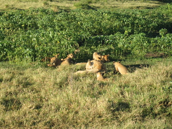 Lions playing in the sun