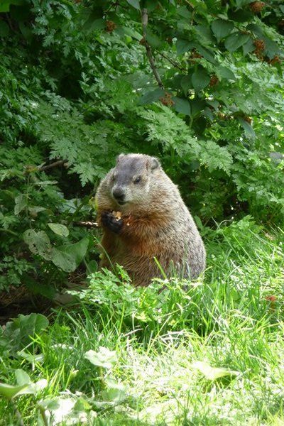 Willy woodchuck!