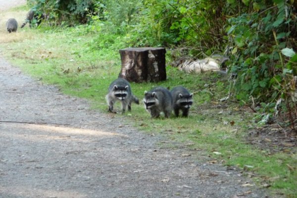 A family of racoons! Cute little thieves (watch your butties around these guys)