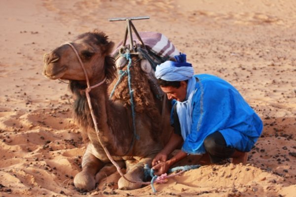 Omar preparing the camels