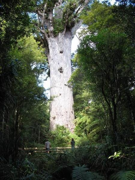 The 2000 year old Kauri tree
