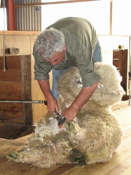 Shearing demo