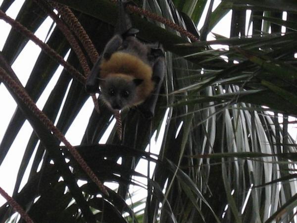 Flying Foxes in the Botanical Gardens