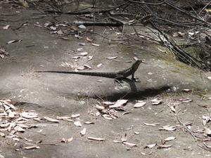 3ft long lizard
