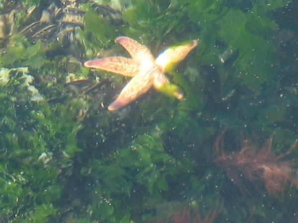 Starfish in Melly harbour