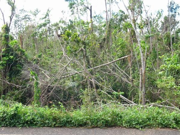 Cyclone Damaged Rainforest
