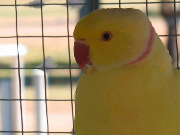 A yellow bird...