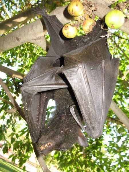 A dead fruit bat