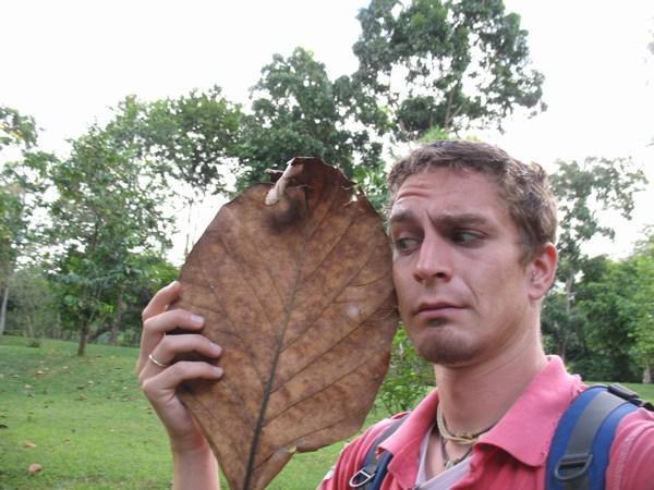 Erm...should this leaf really be this big?