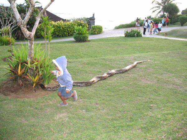 The parents of this kid didn't even blink when he decided to run upto the 4m long python and start patting it on the head
