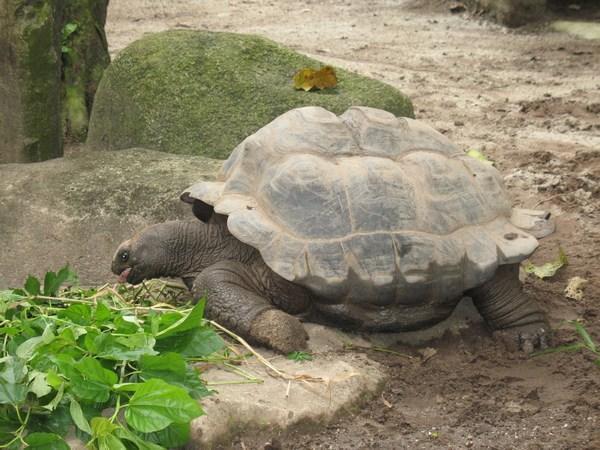 Giant Tortois