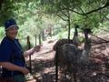 Gillian and the Emus