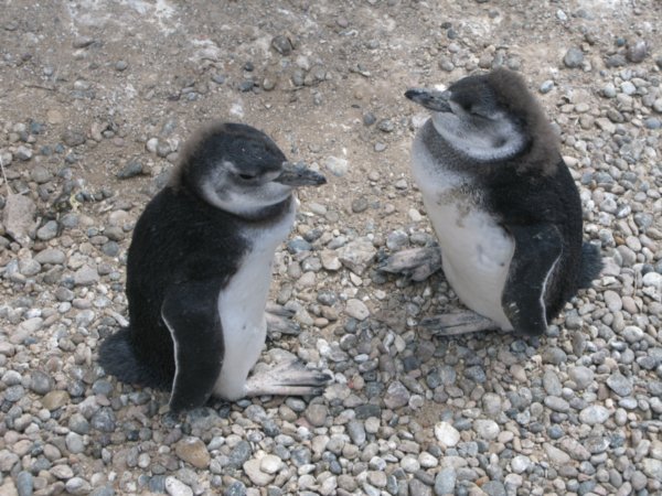 (Baby) Penguins