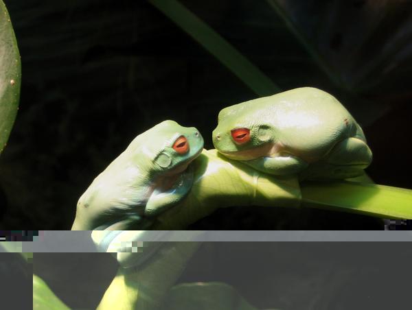 Green Frogs