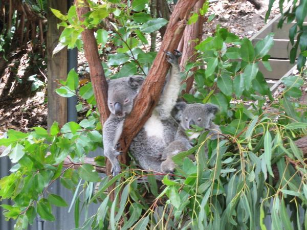 Koala Gardens, Kuranda