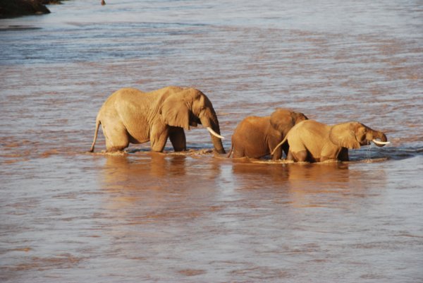 Elefantes cruzando el rio