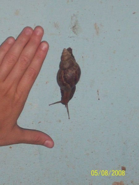 Huge snail