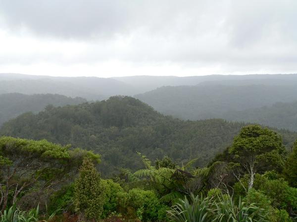 Waipoua Forest reserve