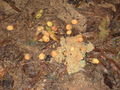 Cassowary dung