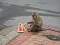 Monkey eating stolen food