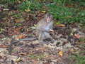 Monkey on the road near Independence Beach
