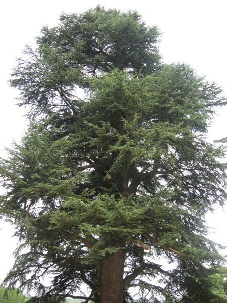 Cedar of Lebanon